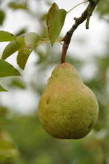 poire Bon Chrétien William