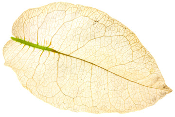 pétale bougainvillée