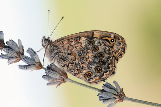Mariposa en flor de lavanda, lasiommata megera