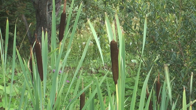 The green leaves of cattail sway in the wind.