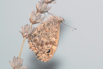 Mariposa en flor de lavanda, lasiommata megera