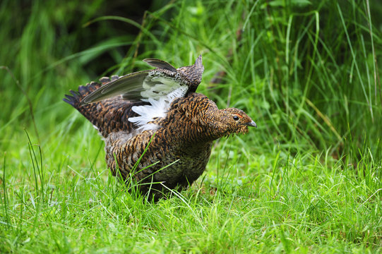 Birkhuhn Henne