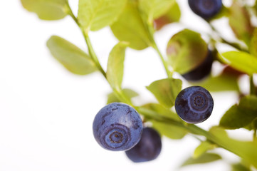 blueberry twigs