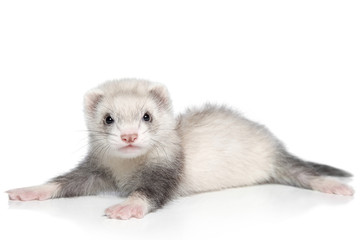 Baby ferret lying on a white background