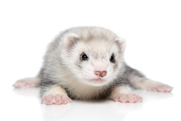 Silver ferret lying on white background