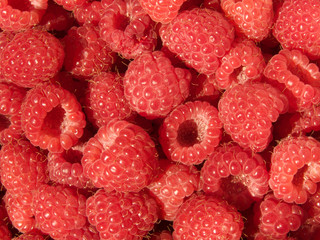 Raspberry  berries  ripened  red