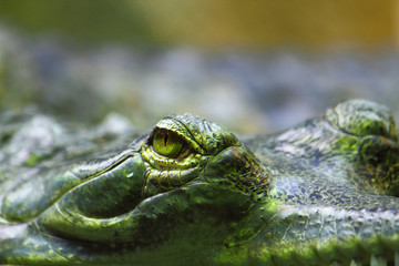 detail of alligator head