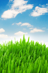 Fototapeta na wymiar Green grass against blue sky