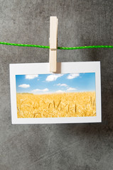 Wheat field in the picture frame