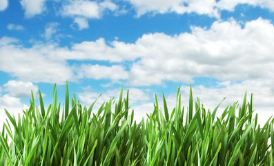 Fototapeta premium Green grass against blue sky
