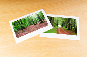 Fototapeta premium Forest on the picture frames