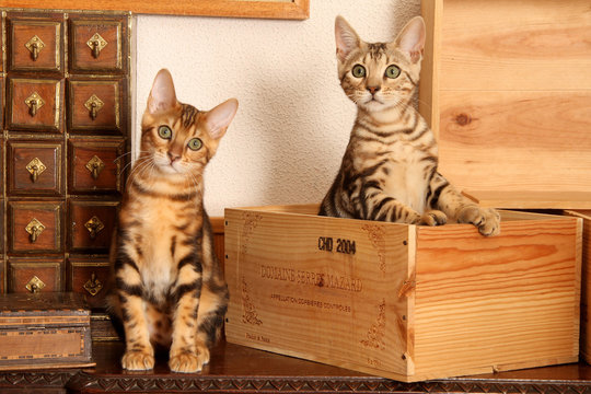 deux jeunes chats du Bengale dans un d&eacute;cor de bois
