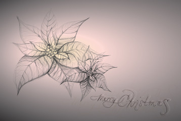 Poinsettia / Christmas flower background