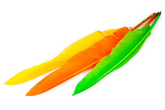 Writing feather isolated on the white background