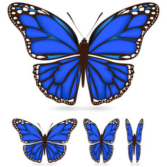 Fototapeta premium set of blue butterfly isolated on white background