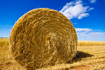 Hay bale in a field under a blue sky