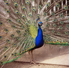 Obraz premium Pfau_112134