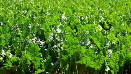 épinards...culture bio