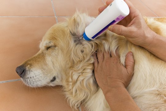 Veterinaria limpiando las orejas a un Golden