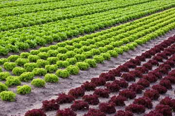 Lettuce field