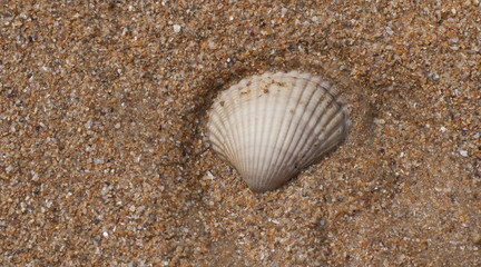 Shell on Sand