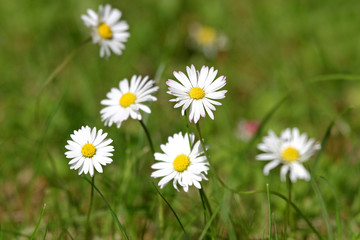 daisies