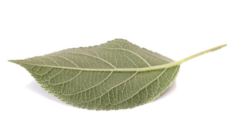 Obraz premium Green apple leaf