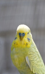Close up of a green budgie