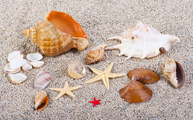 Fototapeta na wymiar The group of marine life of the sand