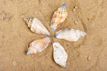 Fototapeta na wymiar The group of marine life of the sand
