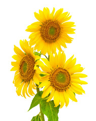 blooming sunflowers closeup isolated on white background