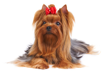 Yorkshire Terrier