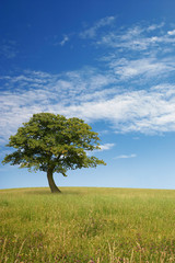 Fototapeta premium A Lone Tree with Blue Sky and Grass