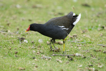 Teichhuhn