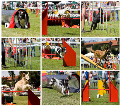 collage di cani in agility