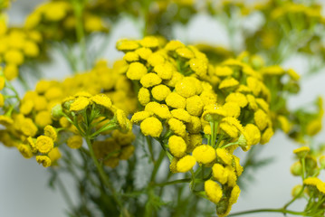 Tansy, isolated on a white background. Tanacetum.