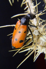 an orange bug on a twig