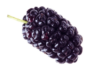 One mulberry fruits isolated on white macro