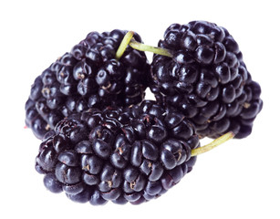 Three mulberry fruits isolated on white macro