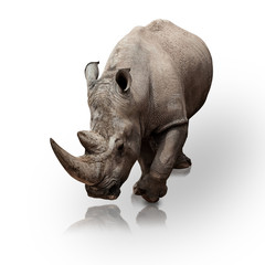 rhinoceros © Krakenimages.com