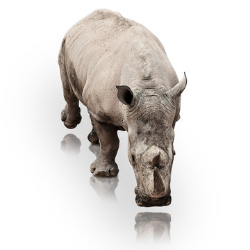 rhinoceros