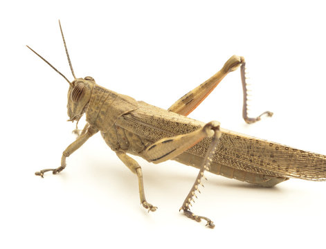 grasshopper