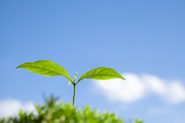 コーヒーの新芽と青空