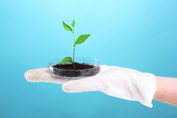 test tube with plants on blue background