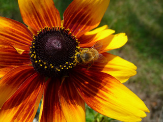 Honey Bee On Yellow Flower