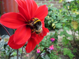 Red Flower With Bee