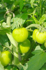 a green tomatos in a garden