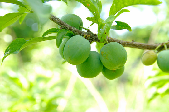 unripe green plums on tree,
