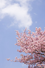 桜と空