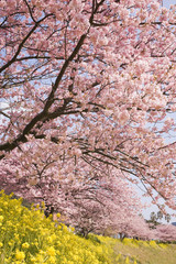 下賀茂の河津桜